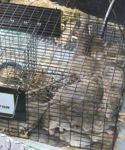 Rugged Ranch Ratinator - RATTR - Baits & Traps -Cheap Lawn Shop d1123f7dc0527afe203d5b245784ed2c36e513ad rugged ranch ratinator live rat trap