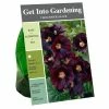 Van Zyverden, Inc. Van Zyverden Inc. Hollyhocks Black 00797 - Garden Center