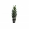 Park Hill Plants & Trees Green Giant' Arborvitae #7 Pot - Plants, Shrubs & Trees