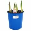 NMG Prefinished Tulip 2.5Qt Assorted Color - 16264 - Plants, Shrubs & Trees