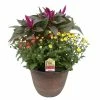NMG 1.5G Mum and Celosia Intenz Combo - 84957 - Plants, Shrubs & Trees
