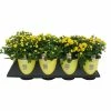 NMG 1 Quart Mum Assorted - 35045 - Plants, Shrubs & Trees
