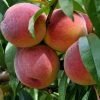 Freedom Farms Redhaven Yellow Peach Fruit Tree 5G Pot - Trees